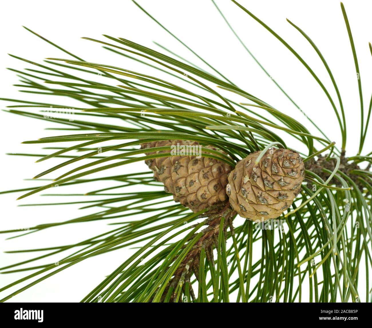 Pine tree branch with pines and cones isolated on white. A branch of a ...