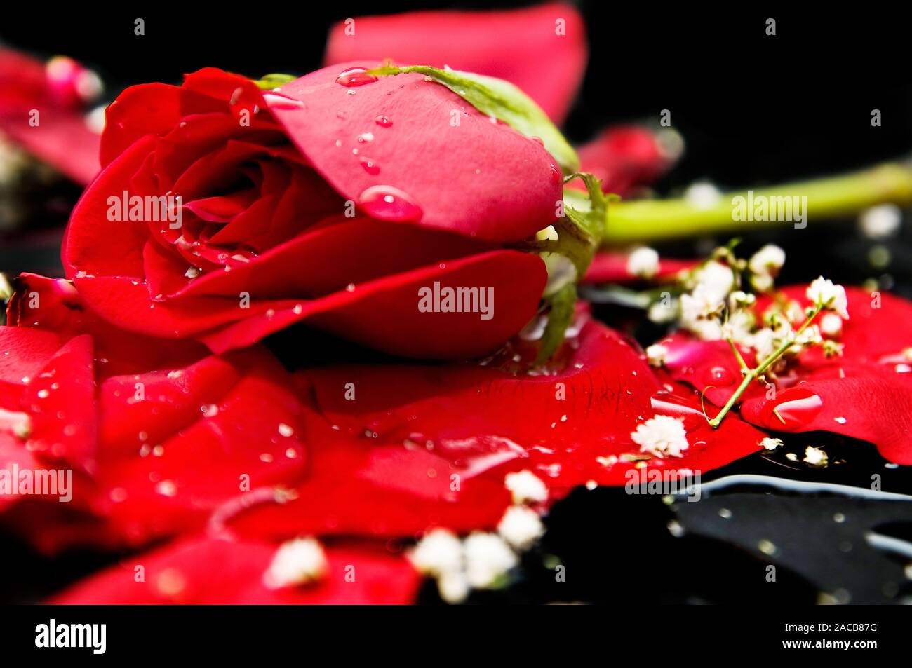 Flower fragrance black roses hi-res stock photography and images - Alamy