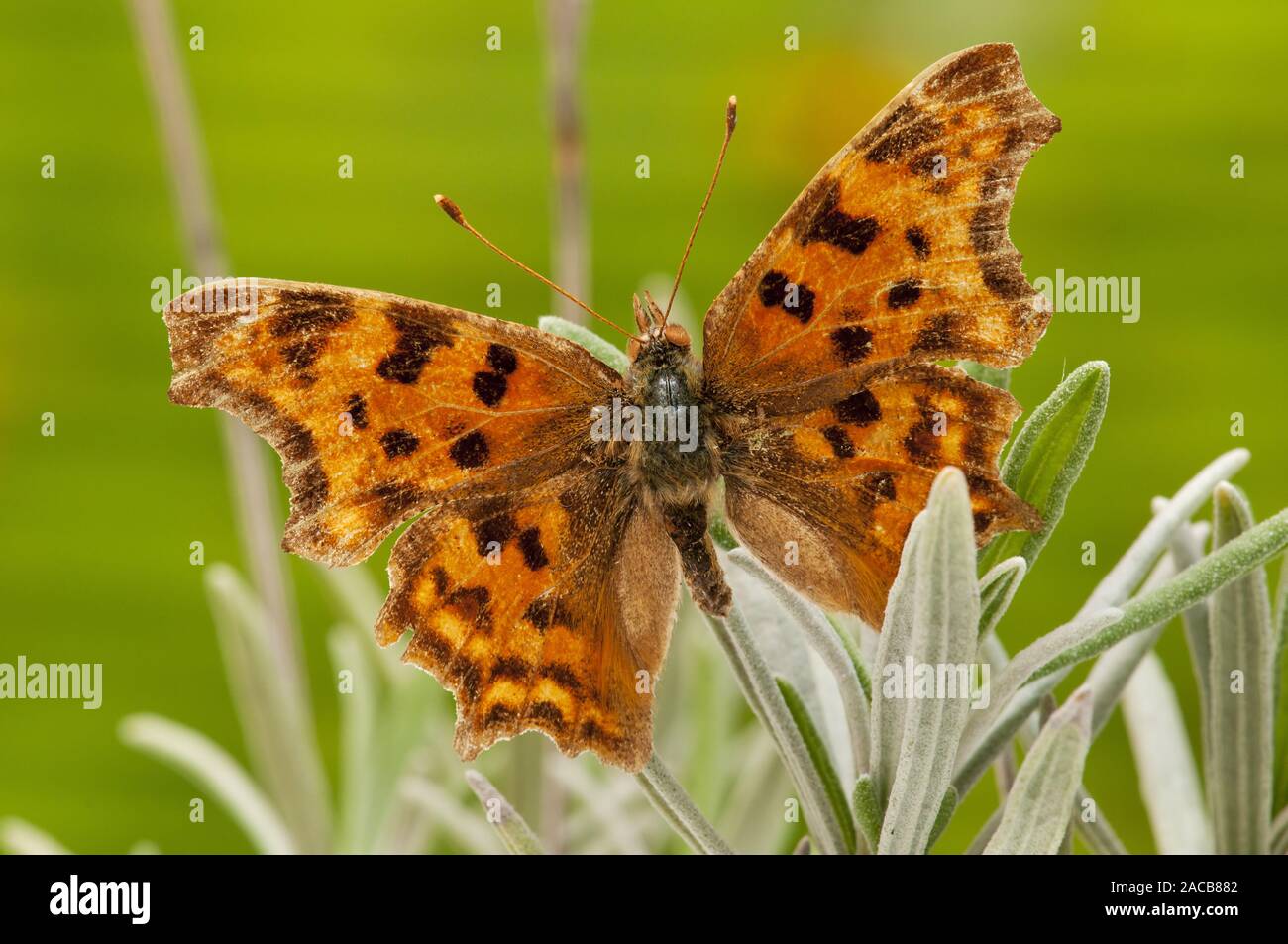 Insects flapping wings hi-res stock photography and images - Alamy