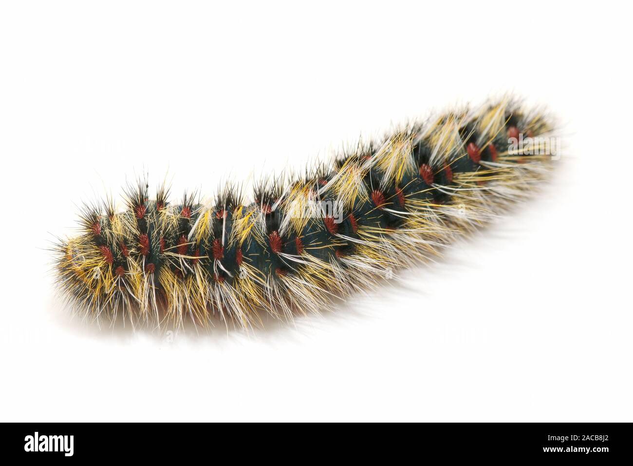 Hairy caterpillar hi-res stock photography and images - Alamy