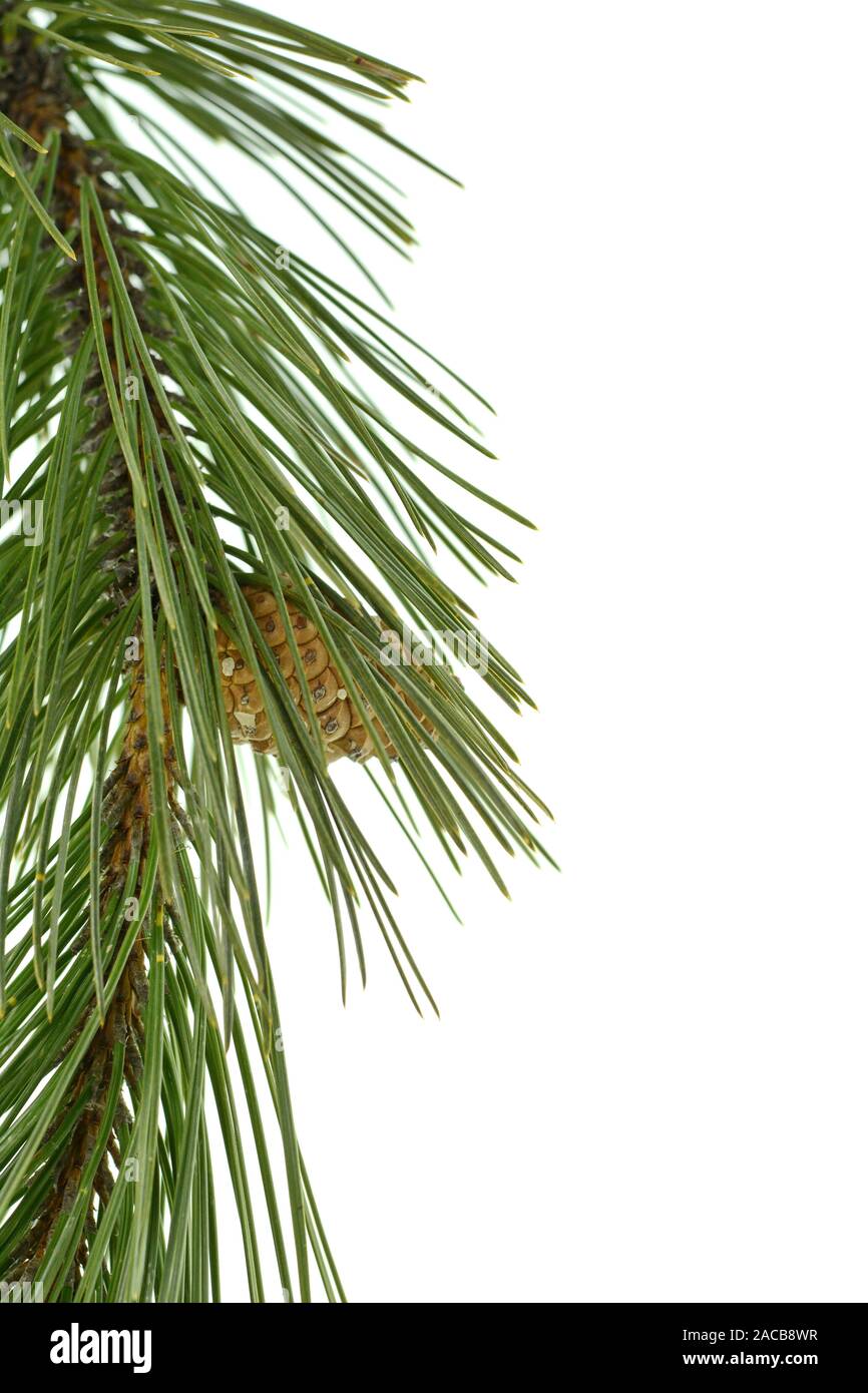 Pine tree branch with pines and cones isolated on white. A branch of a ...