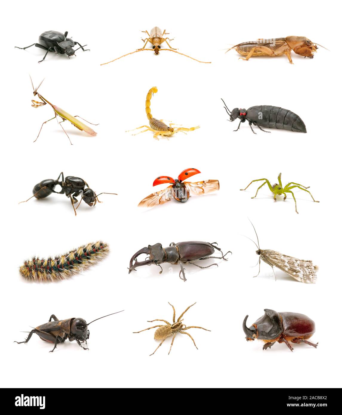insect collection isolated on white background Stock Photo