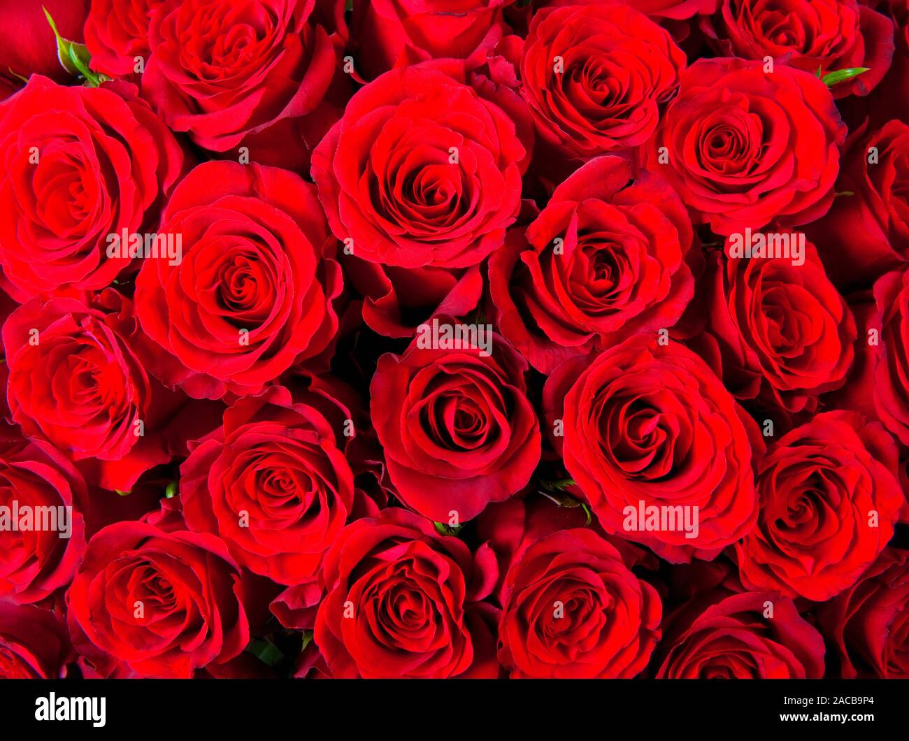 Closeup of Red Roses Stock Photo