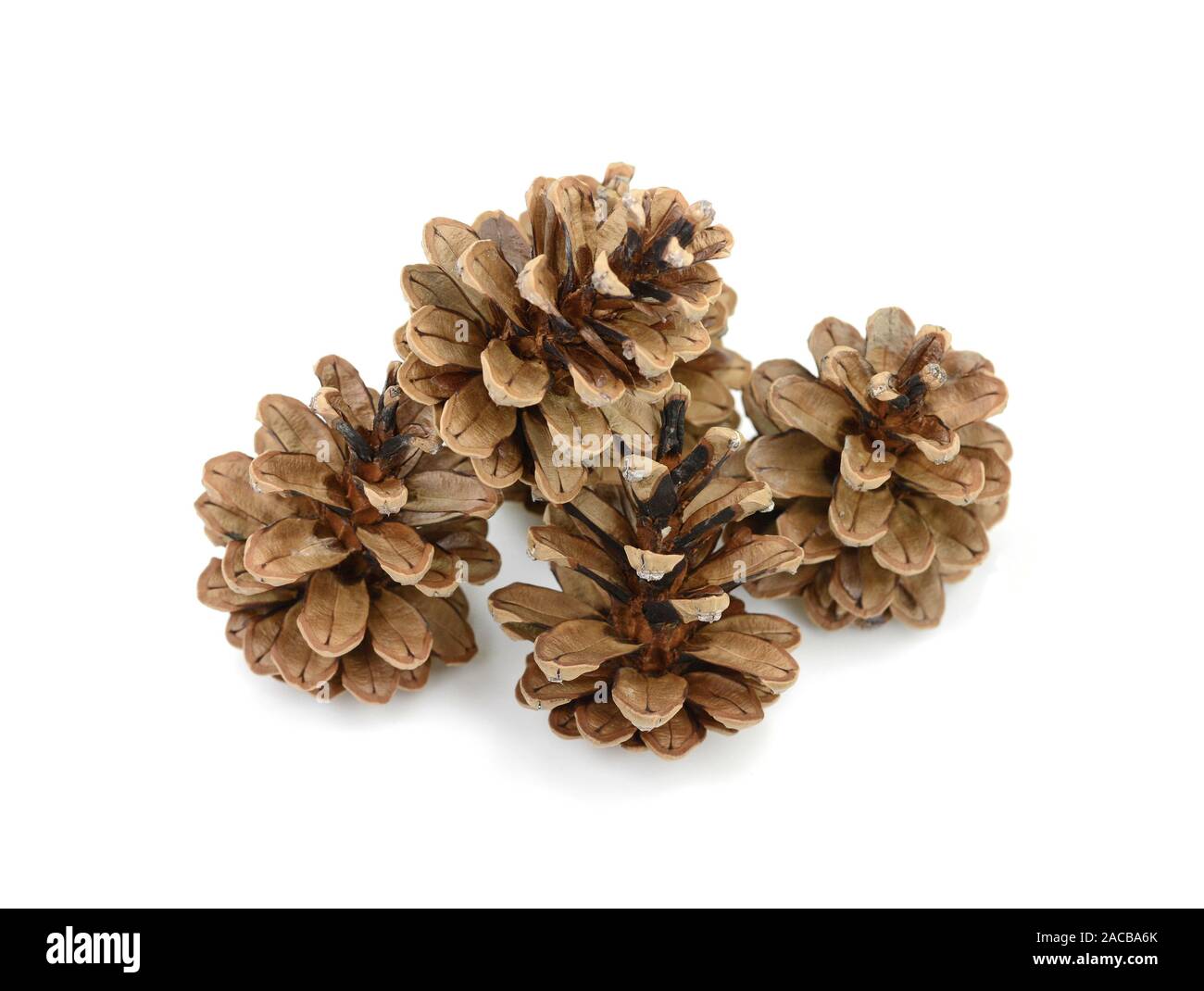 Brown pine cones isolated on white background Stock Photo - Alamy