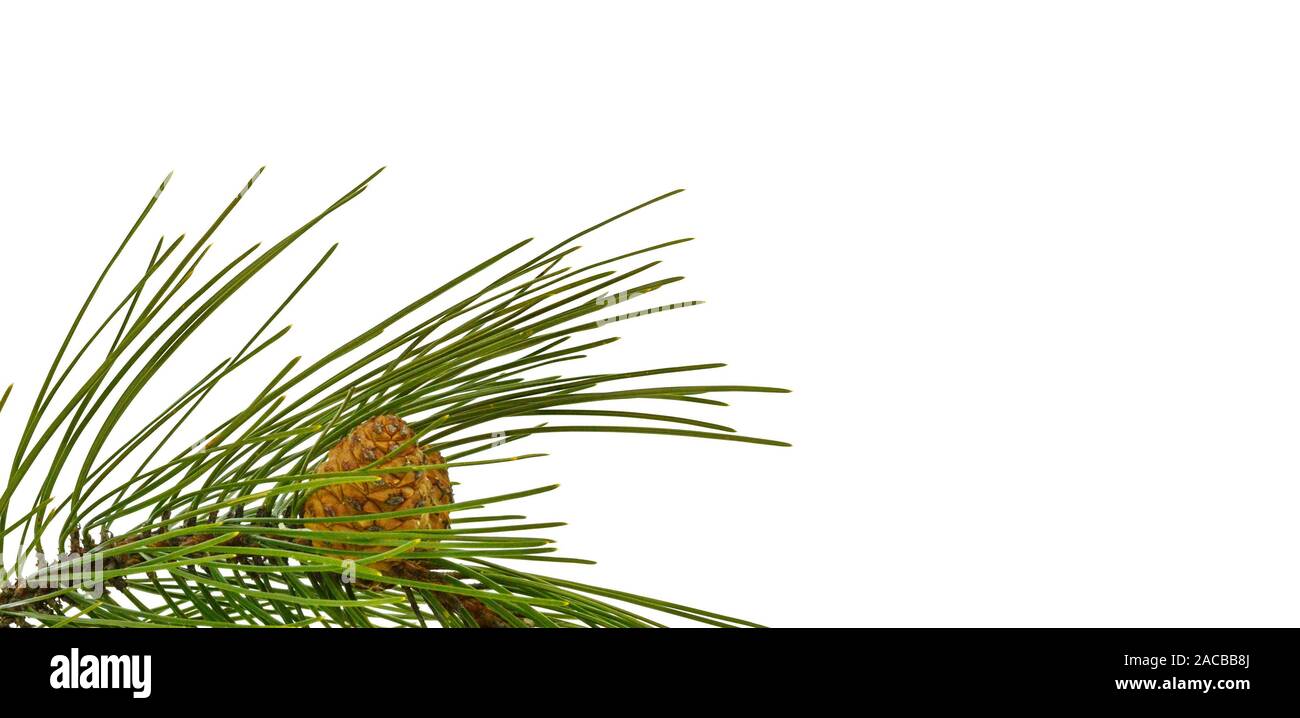Pine tree branch with pines and cones isolated on white. A branch of a ...