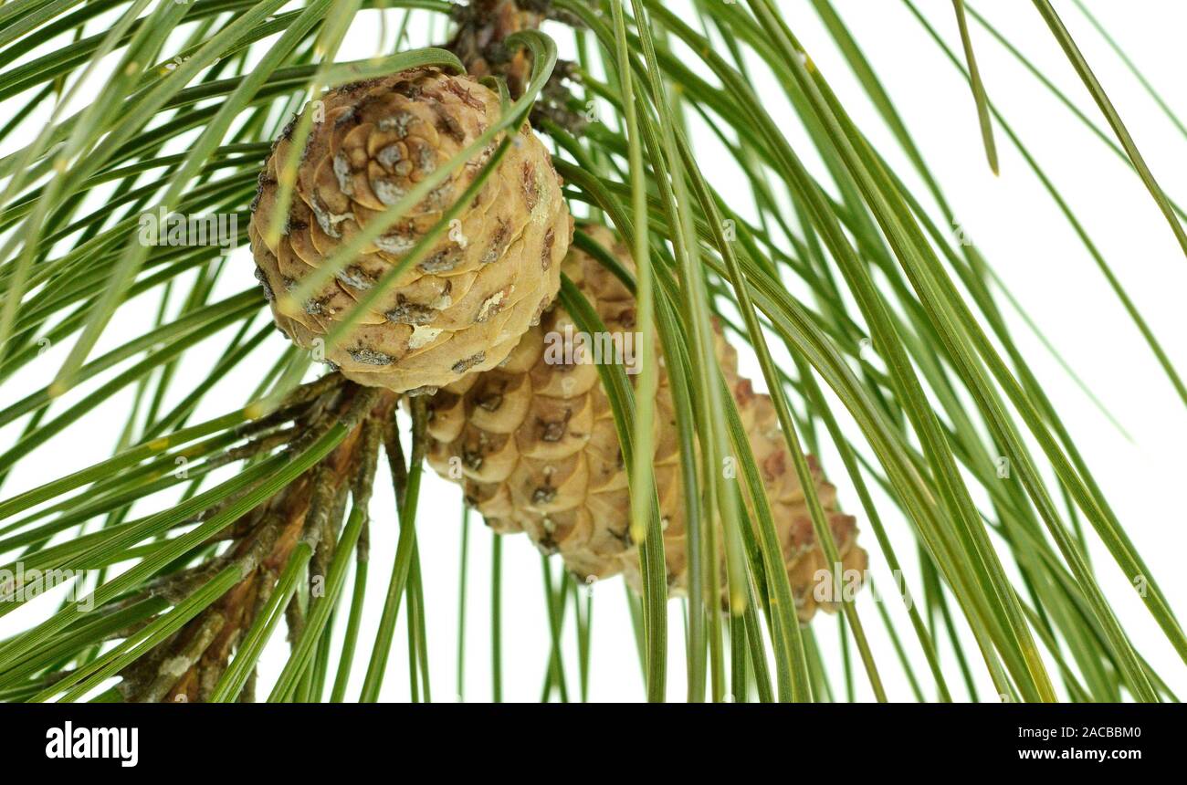 Pine tree branch with pines and cones isolated on white. A branch of a ...