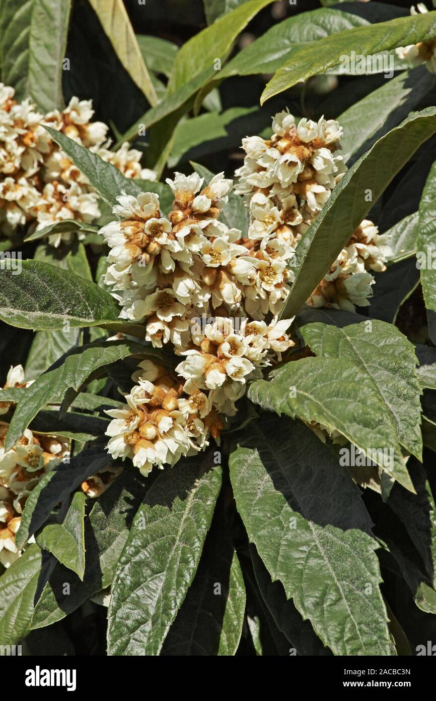 leaves and flowering panicle of loquat tree Stock Photo