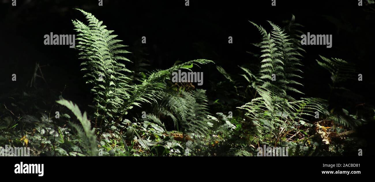 Two ferns hi-res stock photography and images - Alamy