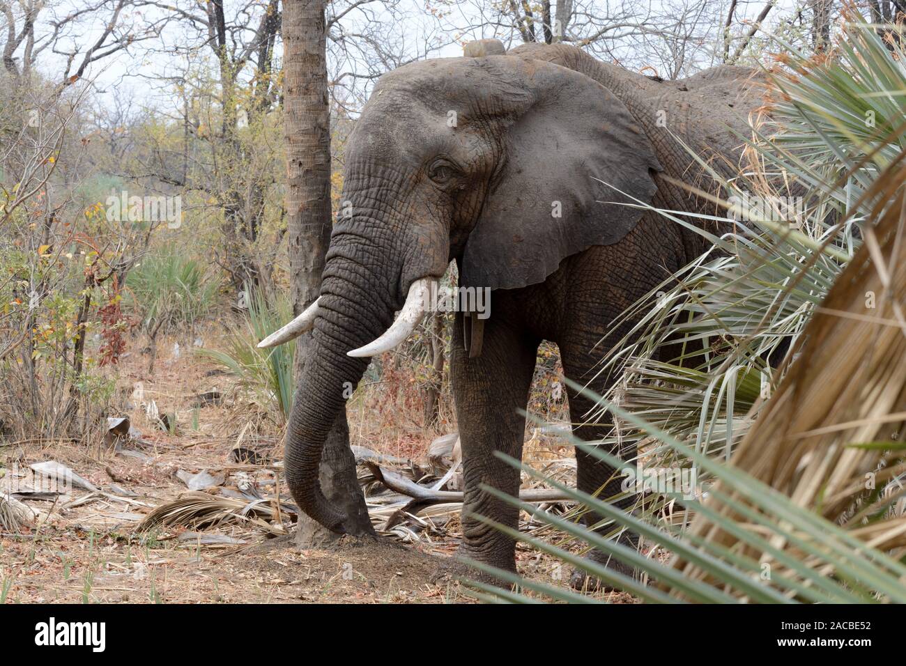 Male African elephant  wearing a tracking collar devise walking through forest Maun Okavango Delta Botswana Africa Stock Photo