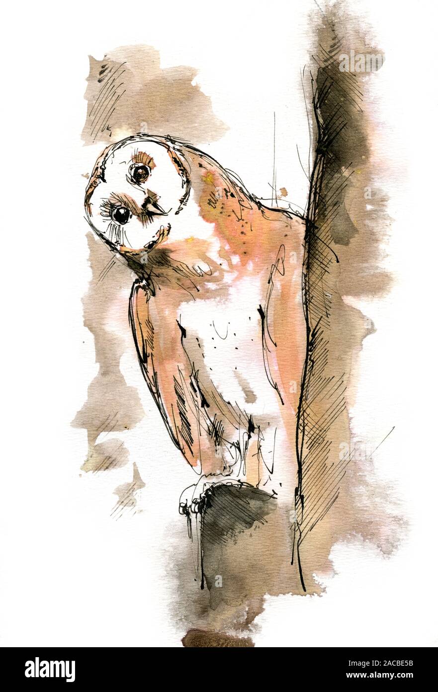 Barn owl illustration Stock Photo Alamy