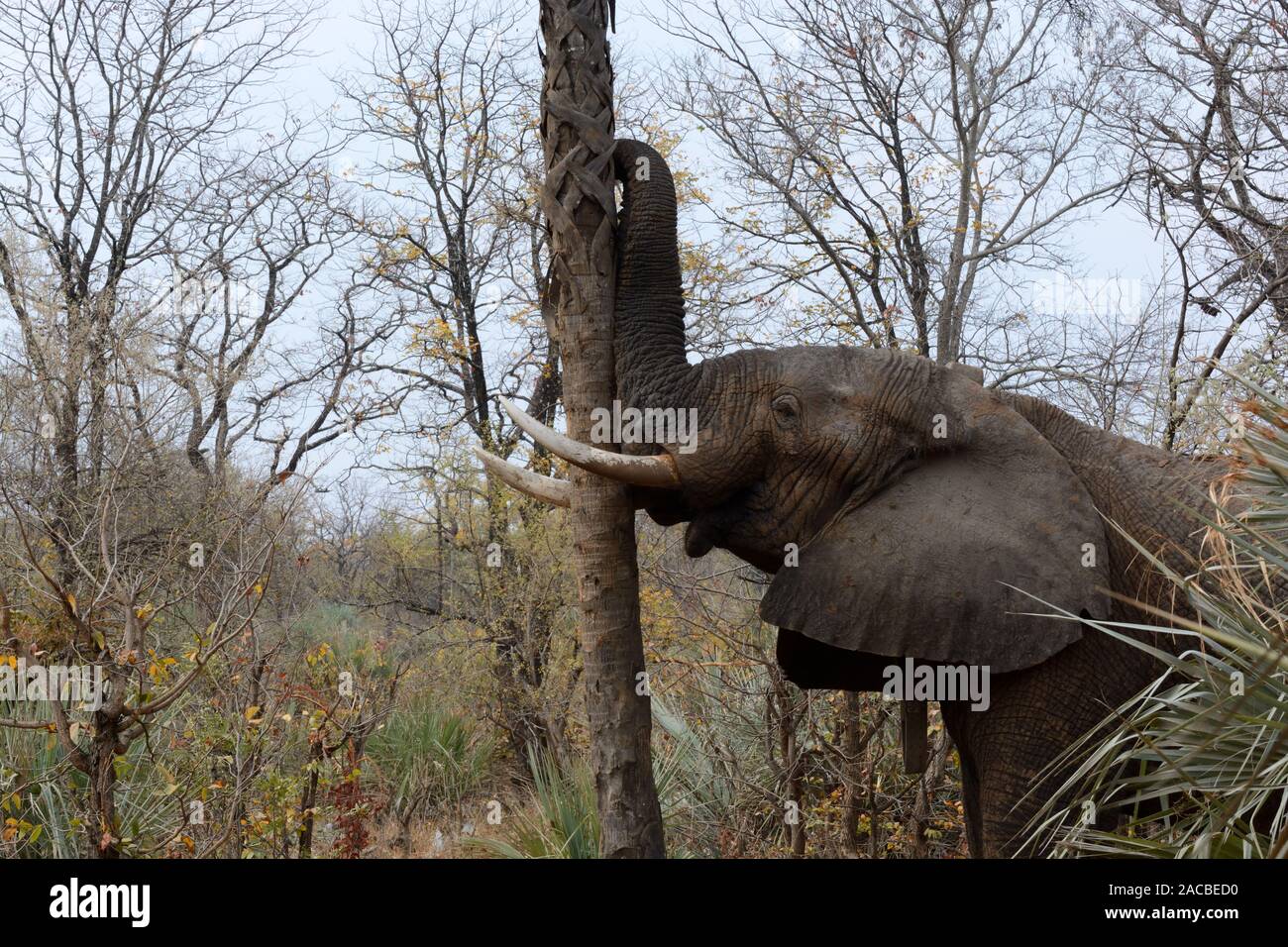 Male African elephant wearing a tracking collar shaking a tree with his trunk to find food fruit Chobe national park Botswana Africa Stock Photo