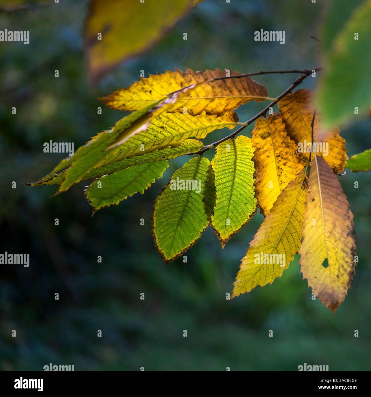 Castanea sativa the leaves of a Sweet Chestnut tree in autumn. Stock Photo