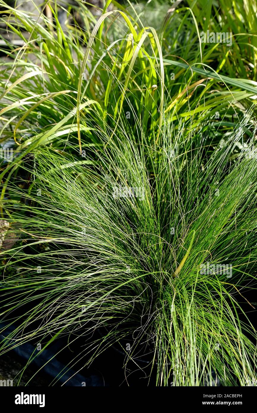 Grass Stipa; Nassella tenuissima on sale in a garden centre nursery. Stock Photo