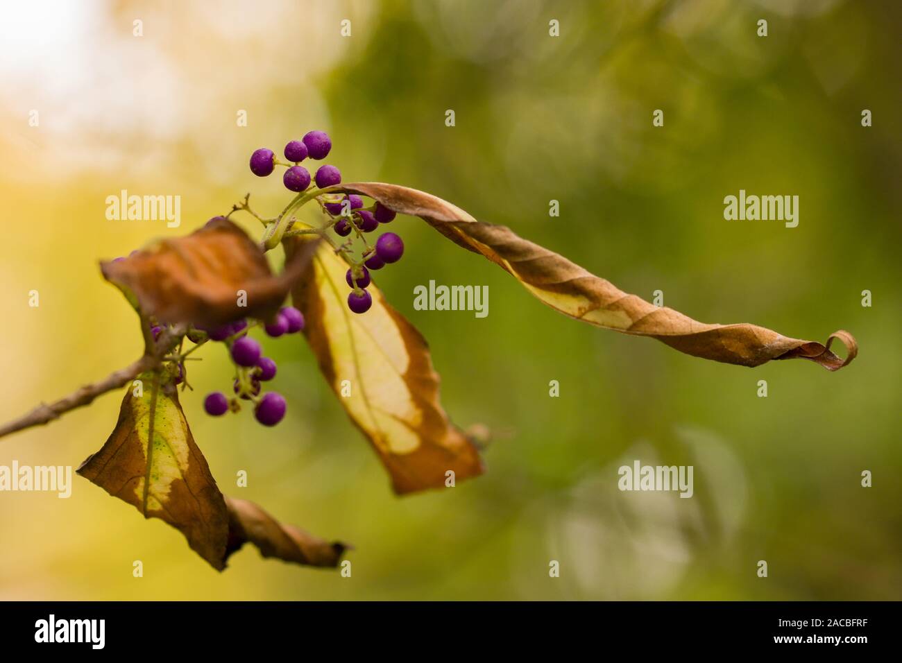 Shrub of Beautyberry ( Callicarpa Dichotoma) with Purple berries in the autumn and yellow leaves Stock Photo