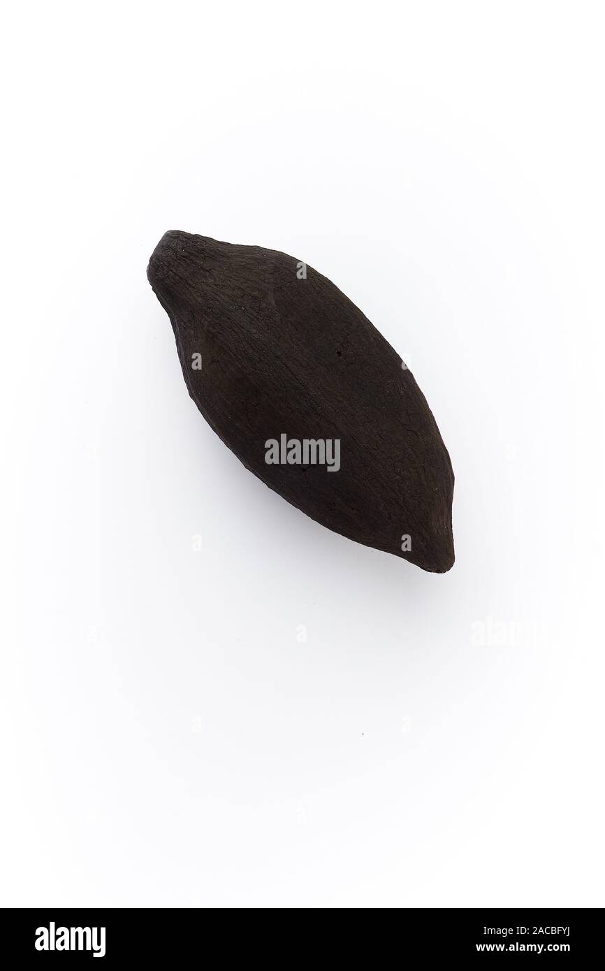 Rotten cocoa fruit isolated white background. - image Stock Photo