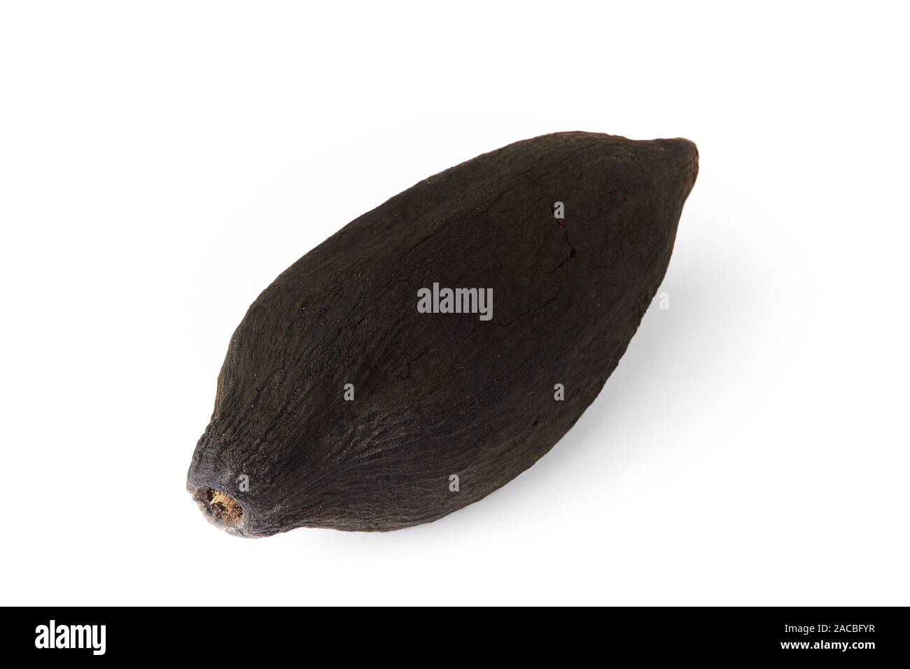 Rotten cocoa fruit isolated white background. - image Stock Photo