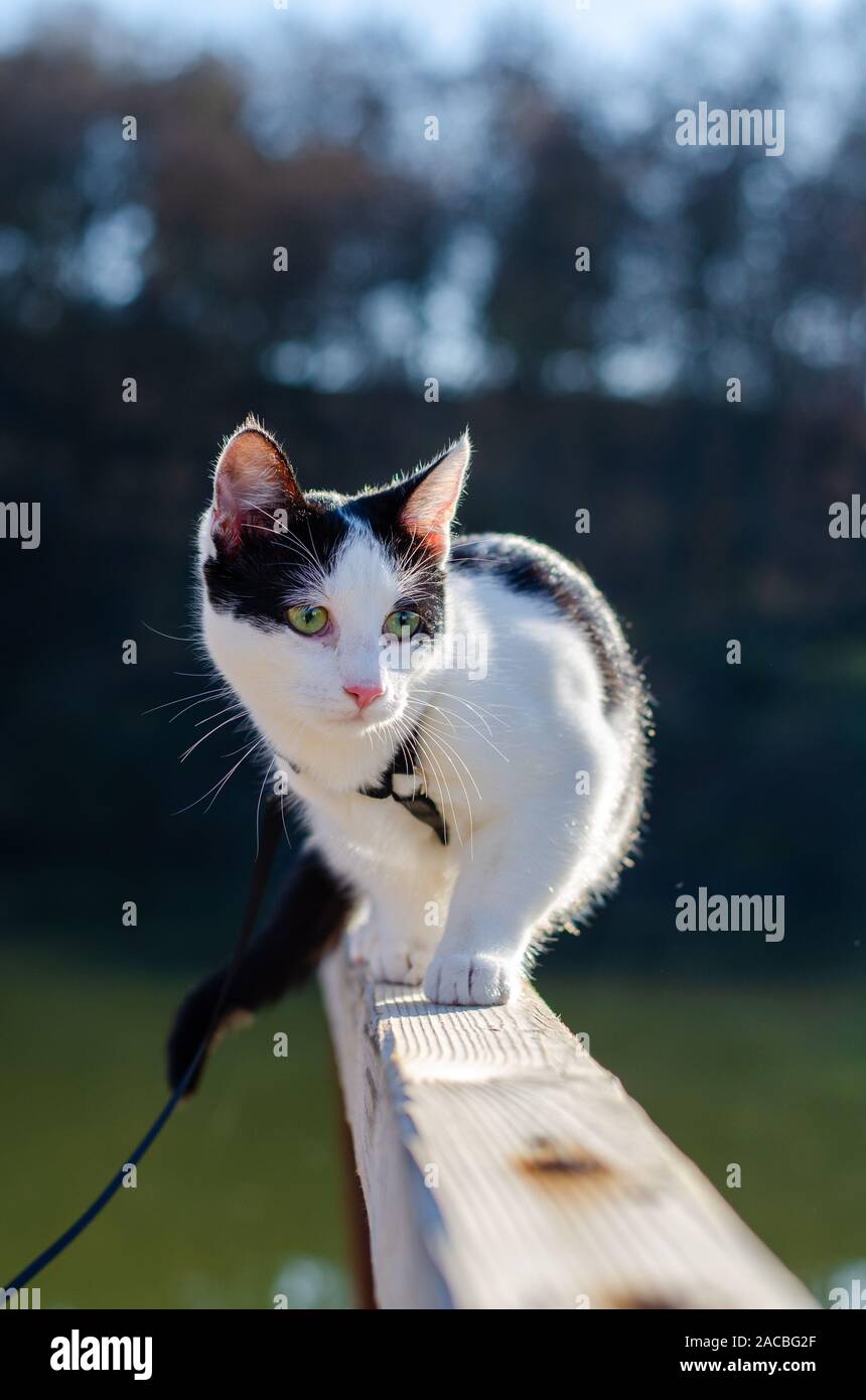Bicolor cat staying on the edge and looking at her humans Stock Photo