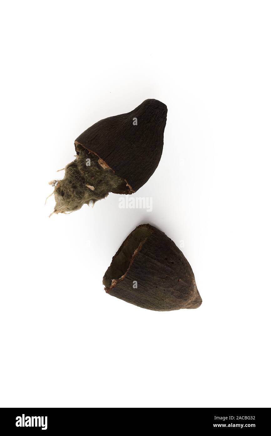 Rotten cocoa fruit isolated white background. - image Stock Photo