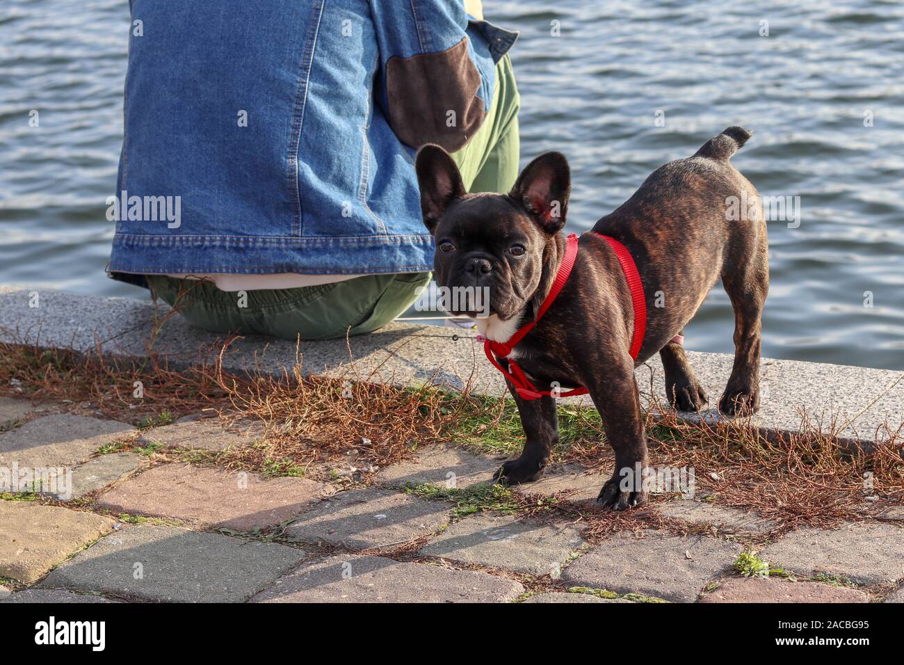 A black little French bulldog stands sideways. The dog looks at the camera in sunny weather on a background of water Stock Photo