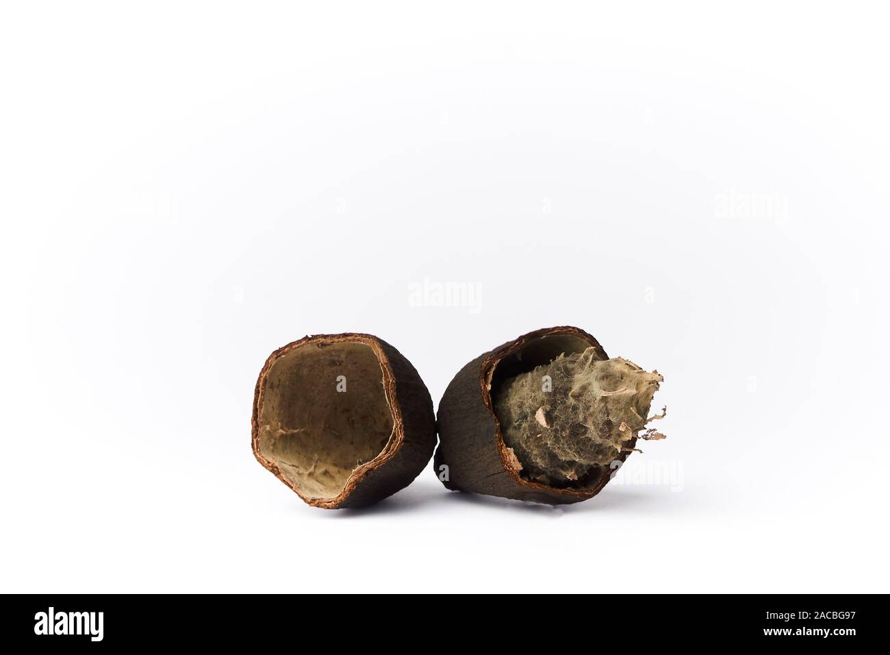 Rotten cocoa fruit isolated white background. - image Stock Photo