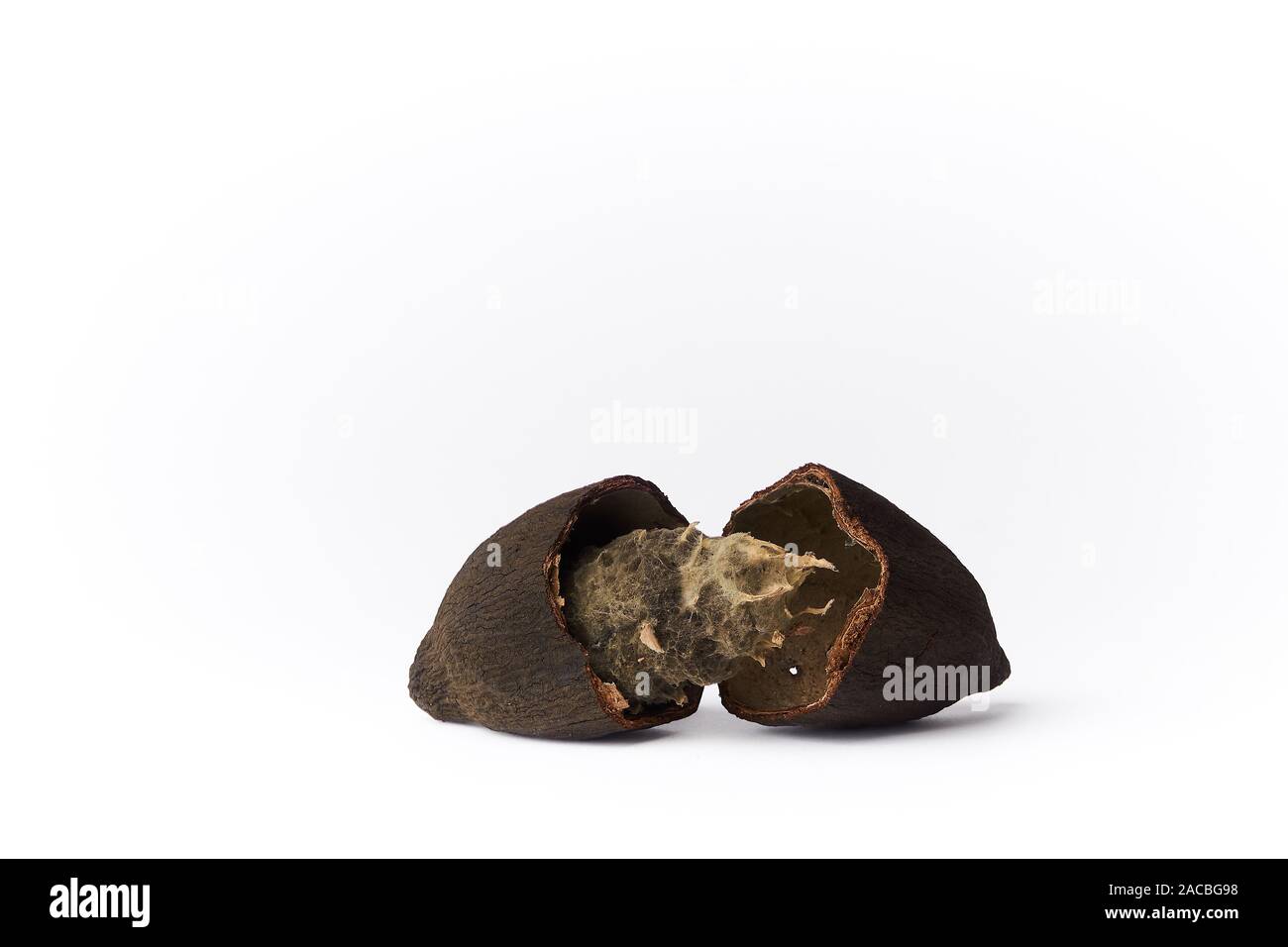 Rotten cocoa fruit isolated white background. - image Stock Photo