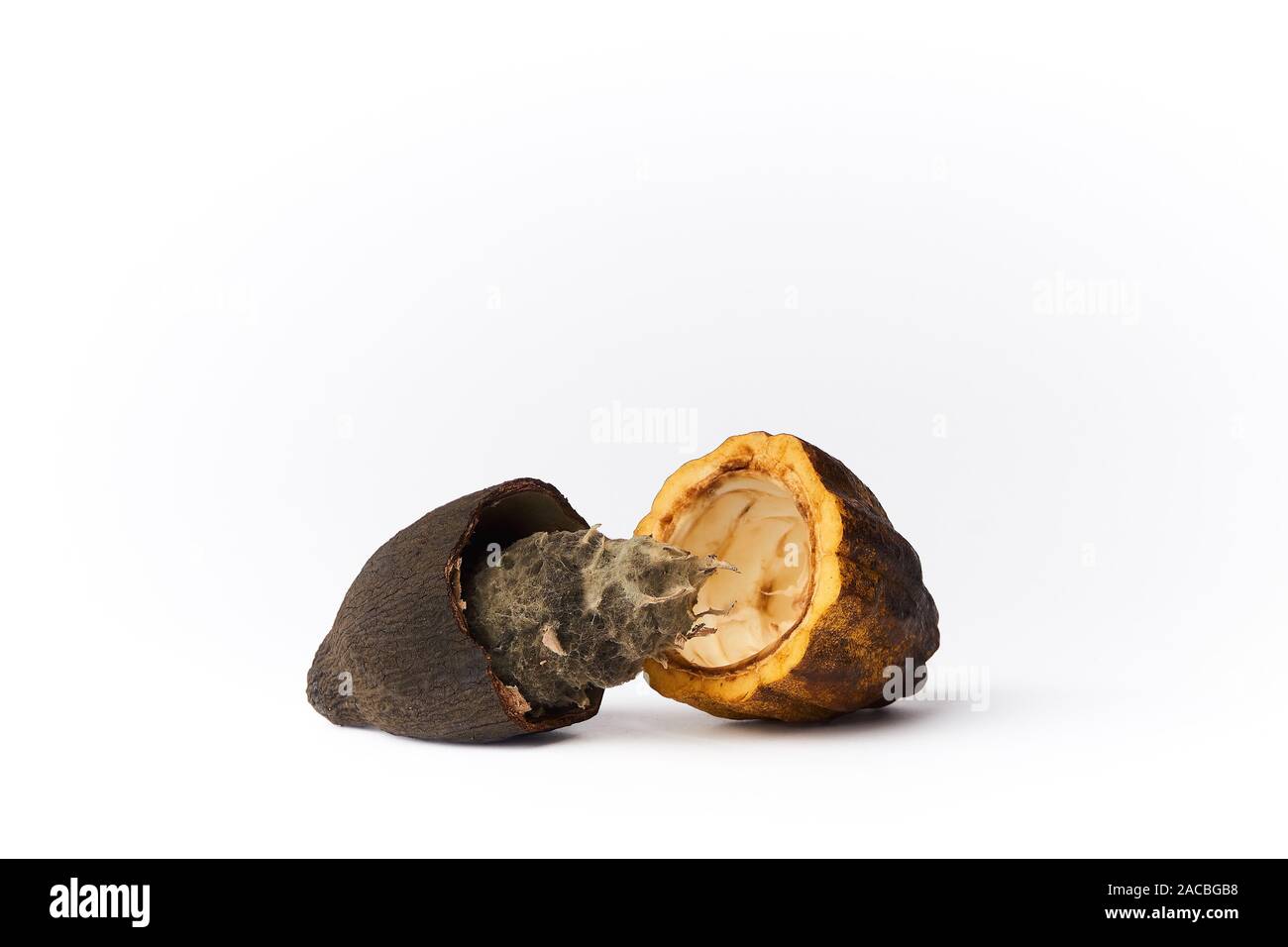 fresh cocoa fruit and rotten cocoa fruit isolated white background. - image Stock Photo