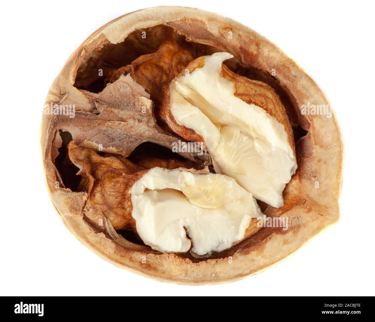 open walnut on white isolated background Stock Photo