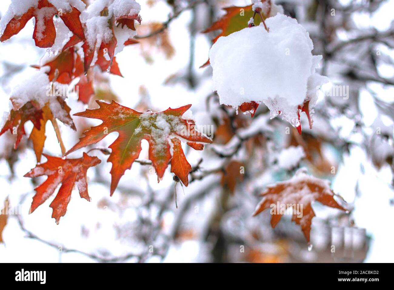 chinar leaves face early snow in kashmir Stock Photo