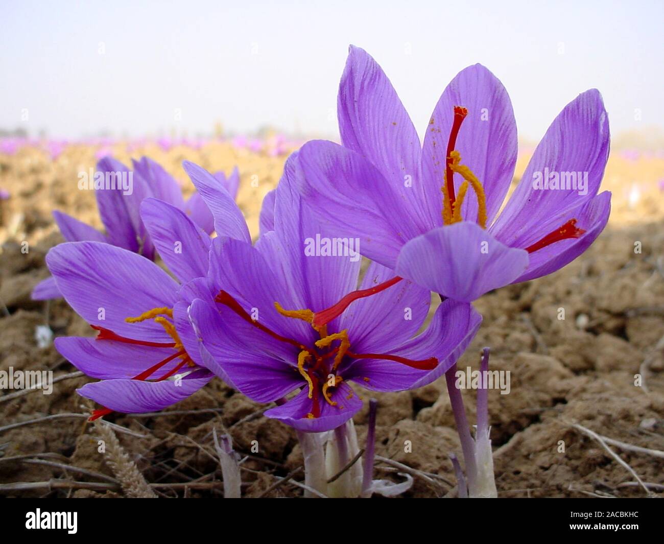 saffron the famous in world Stock Photo Alamy