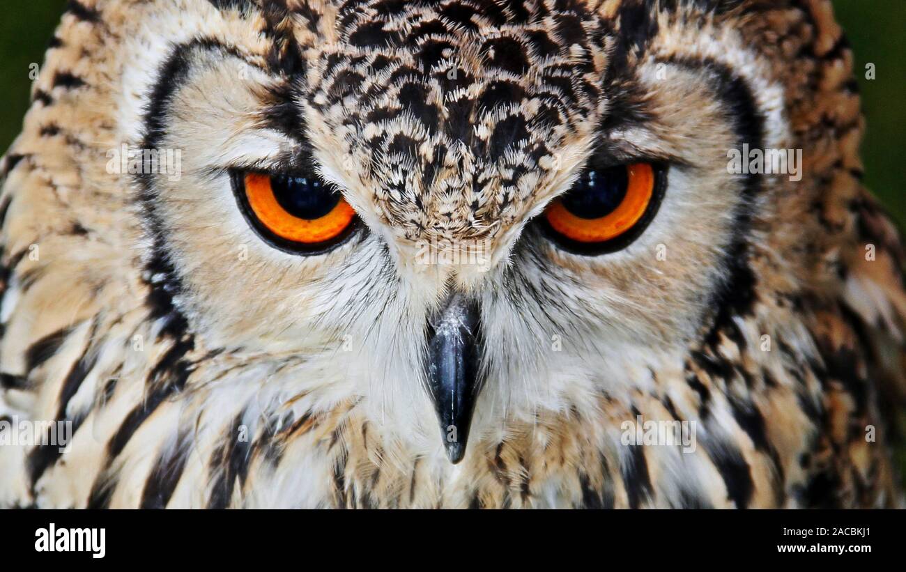owl eyes focused wallpaper Stock Photo - Alamy