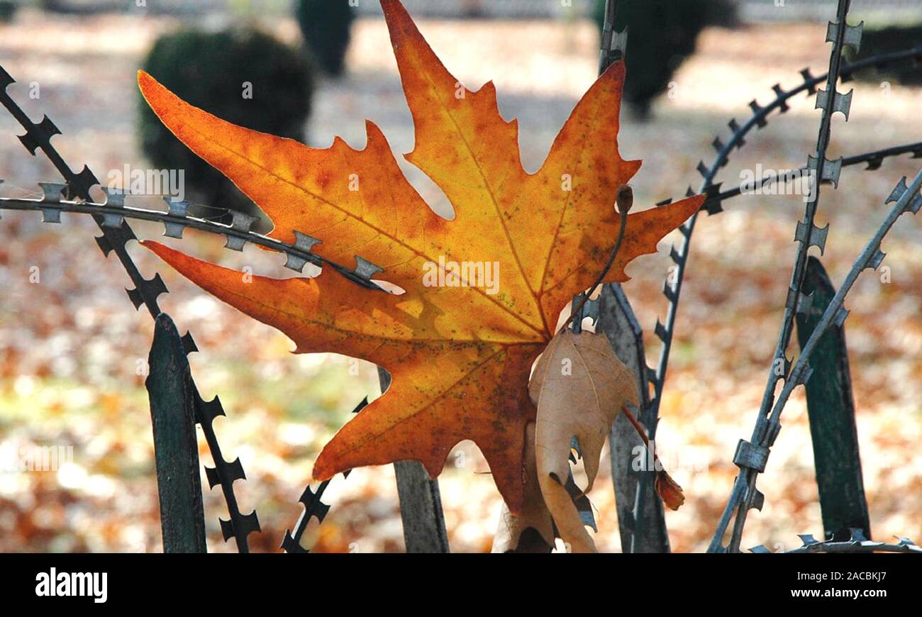 leaf of a chinar tree wallpaper Stock Photo