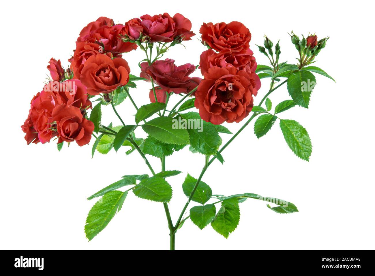 Red rose flowers isolated over white background Stock Photo - Alamy