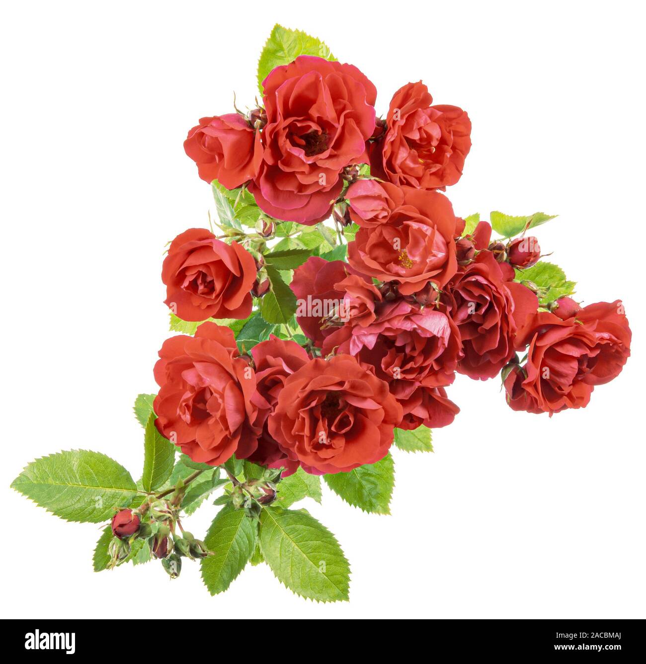 Rose flowers isolated over white background. Square composition Stock ...