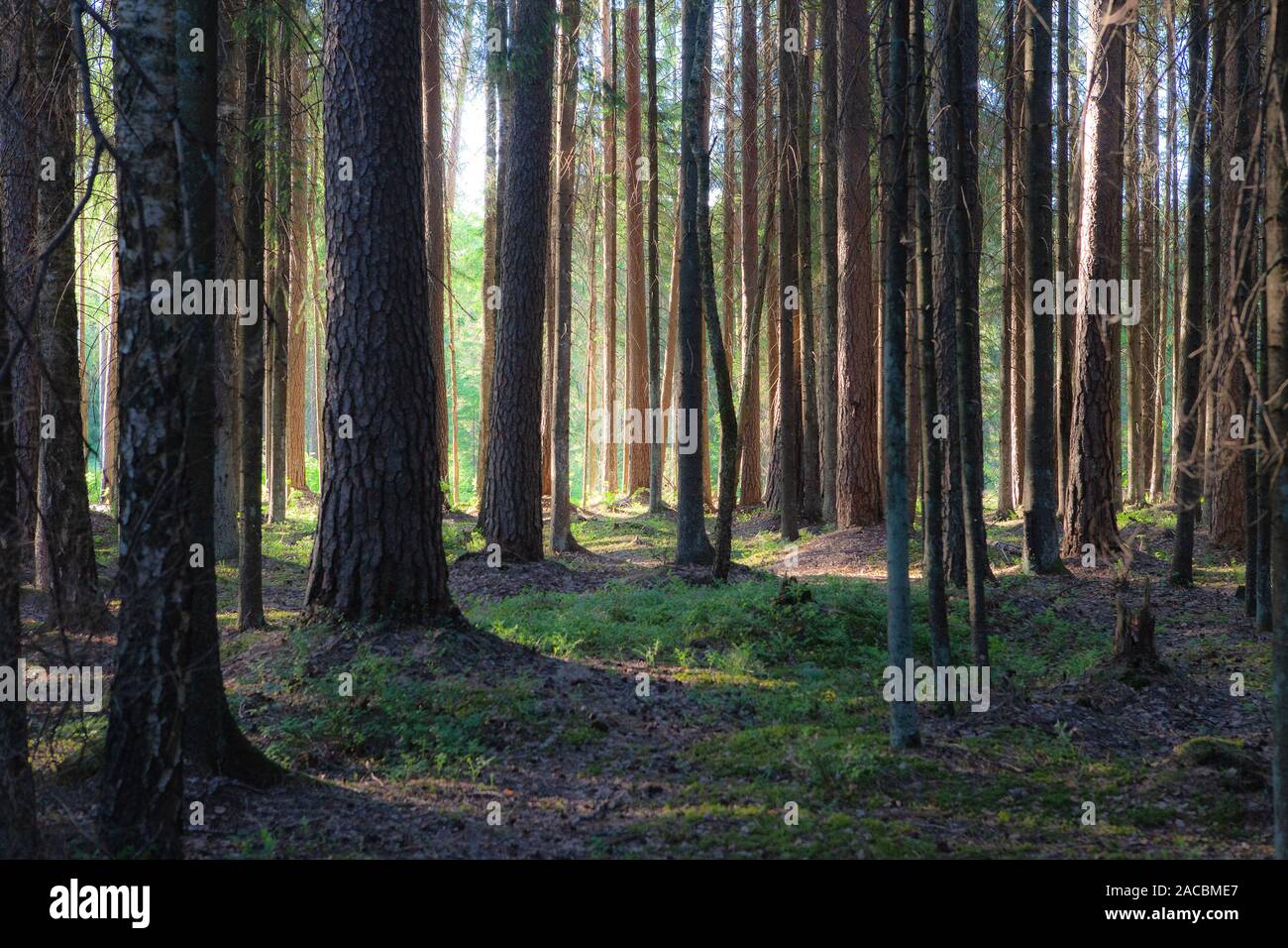 Pine Forest At Sunny Summer Day Backlit With Sun Rays Looks Like A Painting Stock Photo Alamy Pine Forest At Sunny Summer Day Backlit With Sun Rays Looks Like A Painting Stock Photo Alamy