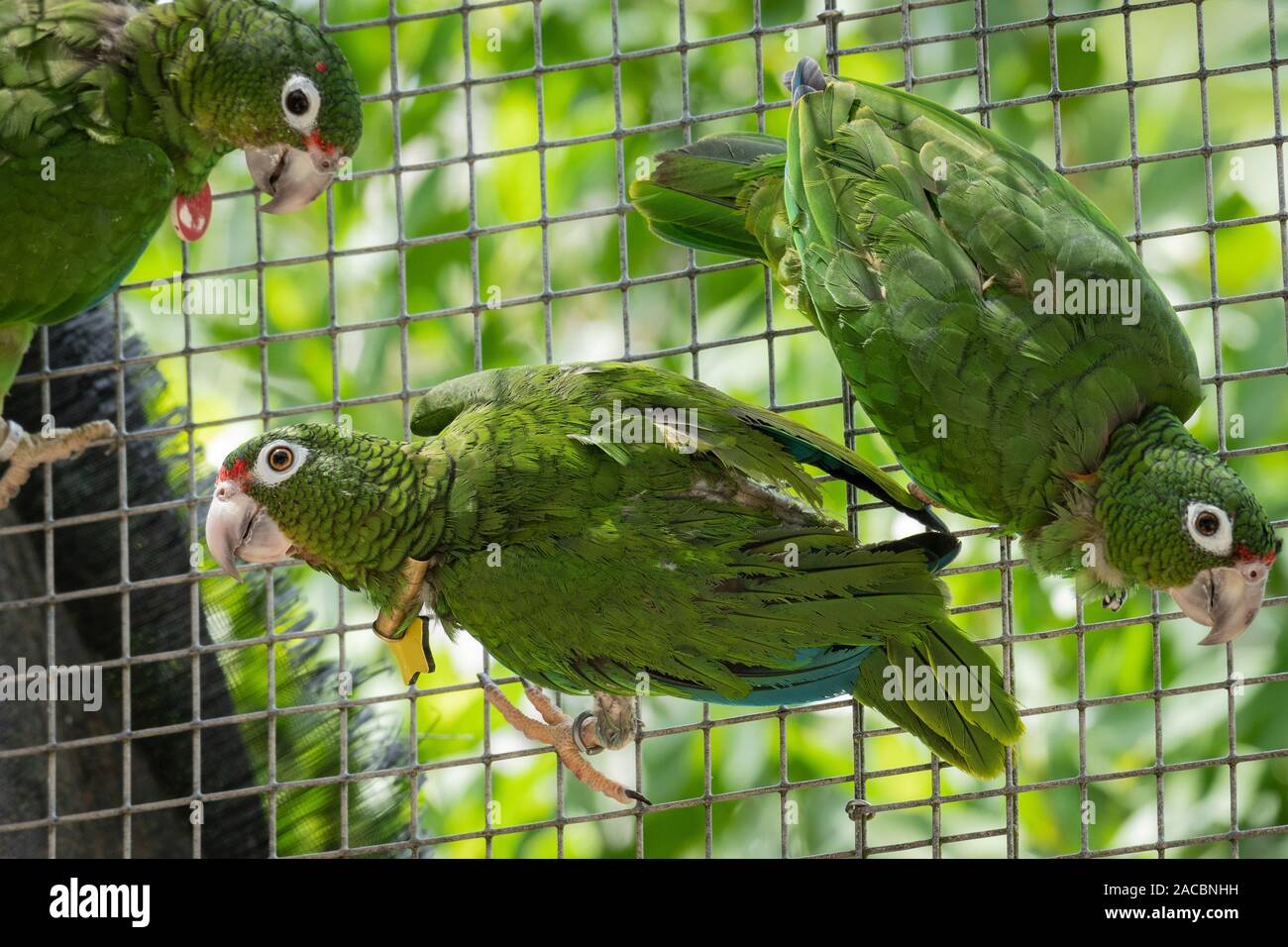 A group of Puerto Rican Parrot (Amazona vittata) at a conservation breeding facility, El Yunque National Forest, Puerto Rico. Stock Photo