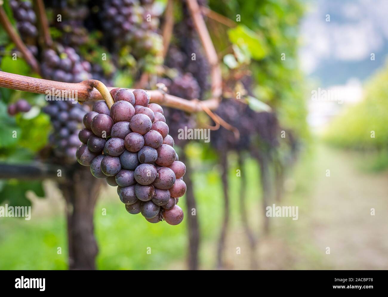 Pinot gris in South tyrol, northern italy. Pinot gris ripe grapes in the vineyard during the harvest Stock Photo