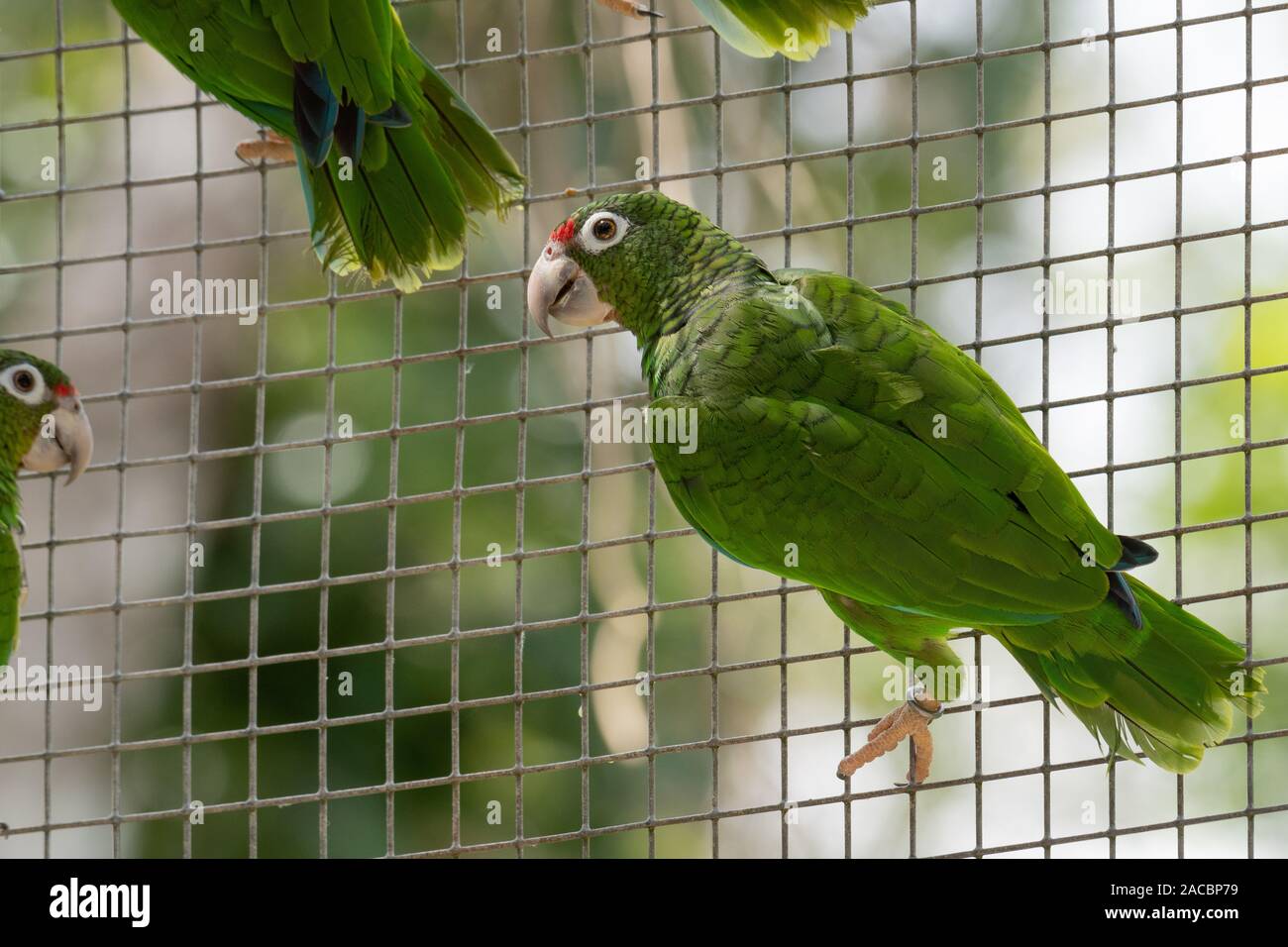 Puerto Rican Parrot (Amazona vittata), a Critically Endangered bird species, at conservation breeding facility, El Yunque National Forest, Puerto Rico Stock Photo