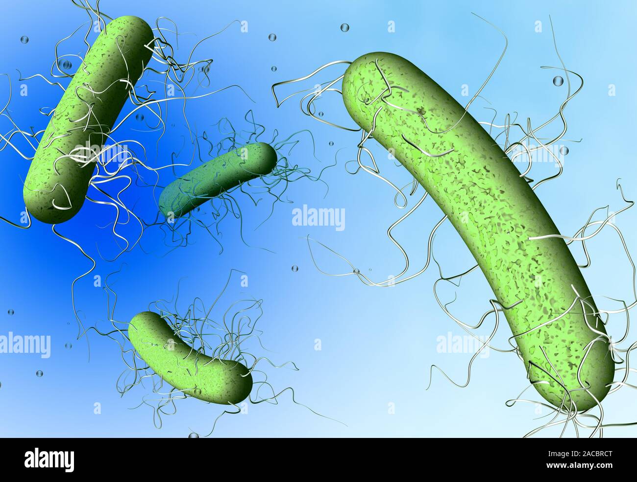 Clostridium difficile hi-res stock photography and images - Alamy