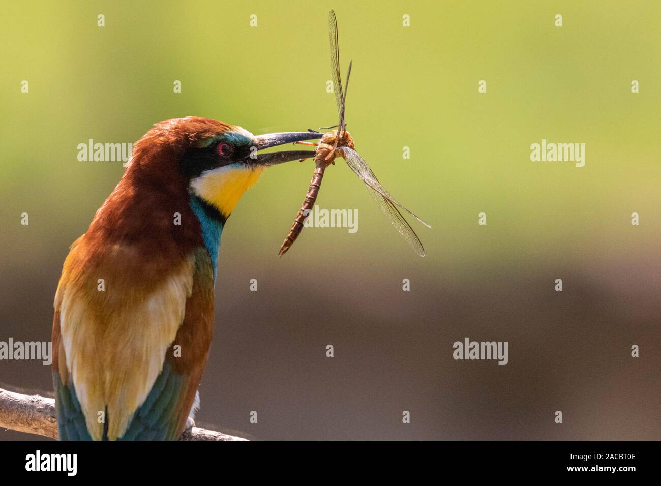 European bee-eater, Merops apiaster, sitting on a stick with a dragonfly in his beak, in nice warm morning light, Csongrad, Hungary Stock Photo