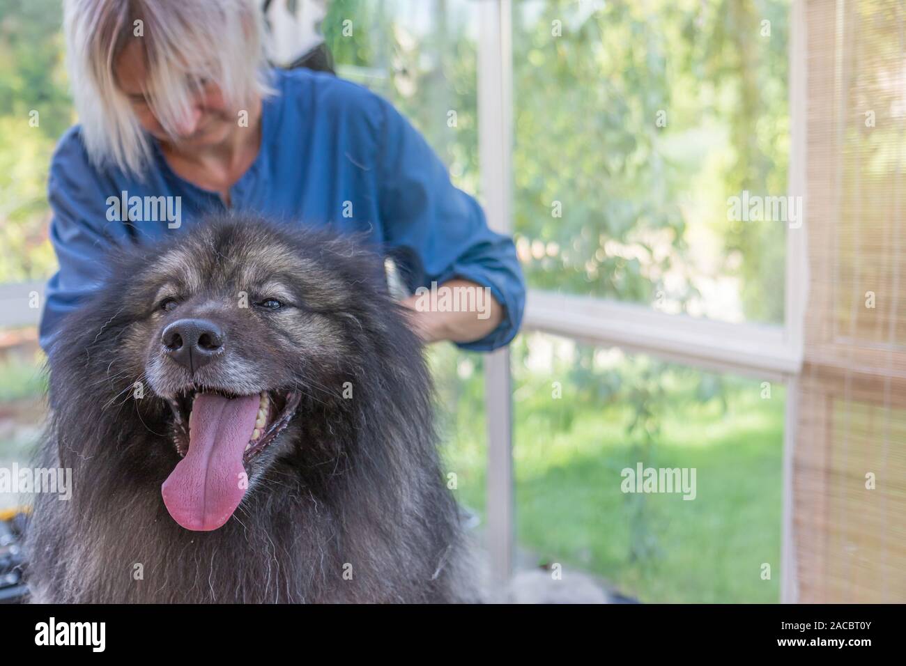 Trimed Wolf Spitz Dog is looking at the camera. Professional groomer woman is in the background. There is enough space for your text in this photo. Stock Photo