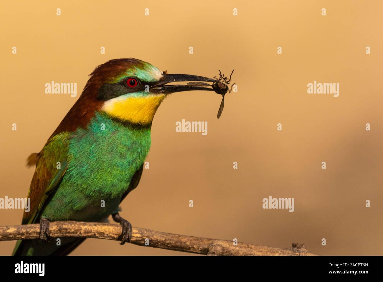 European bee-eater, Merops apiaster, sitting on a stick with an insect in his beak, in nice warm morning light, Csongrad, Hungary Stock Photo
