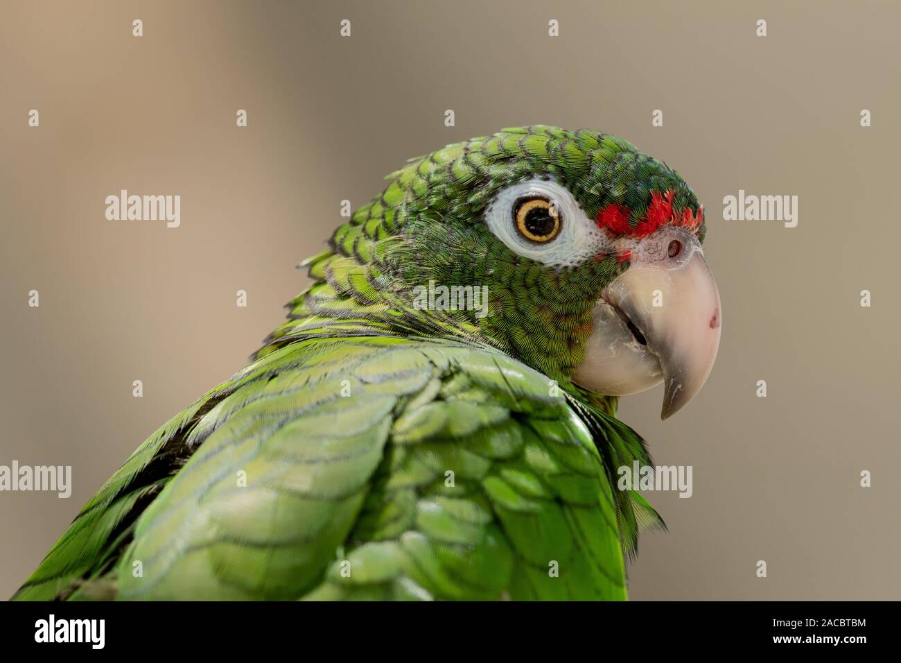 Puerto Rican Parrot (Amazona vittata), a Critically Endangered bird species, at conservation breeding facility, El Yunque National Forest, Puerto Rico Stock Photo