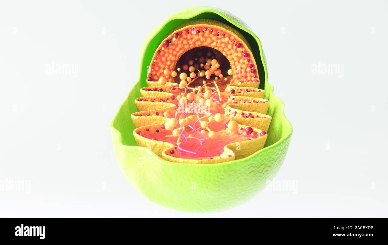 Mitochondria cell on white background - 3D Rendering Stock Photo