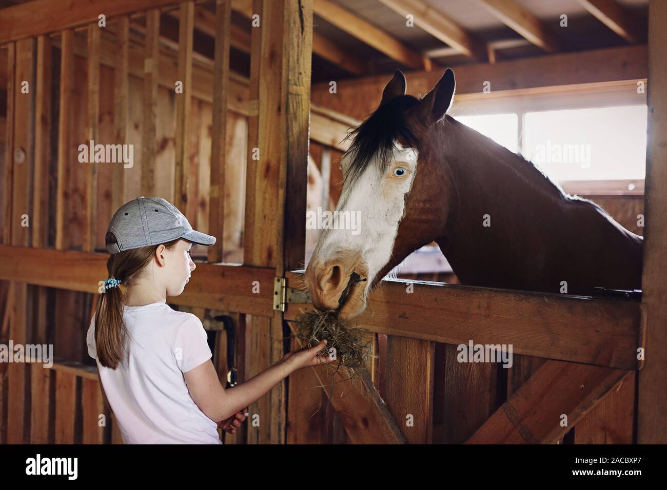 Girl feeding horse in the stable Stock Photo Alamy