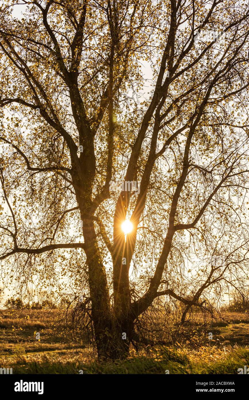 Sunset, Poplar tree (Populus deltoides), fall, Minnesota, USA, by