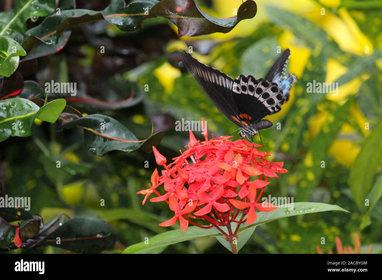 There are beautiful Butterflies sitting on the beautiful flowers, in the morning Stock Photo