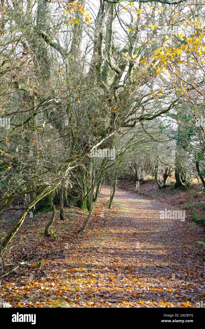 Leafy woodland hi-res stock photography and images - Alamy