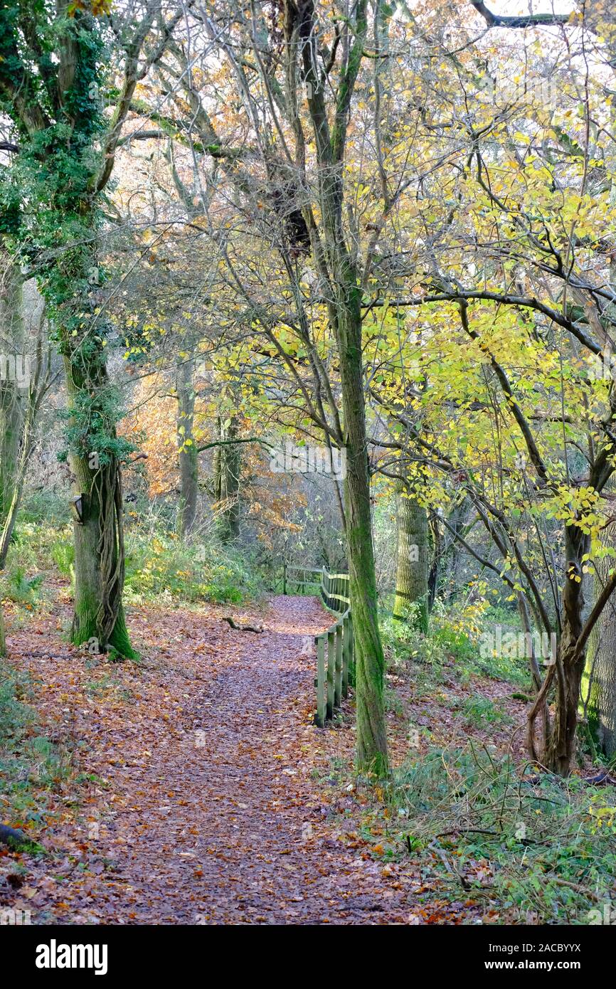 Leafy woodland hi-res stock photography and images - Alamy