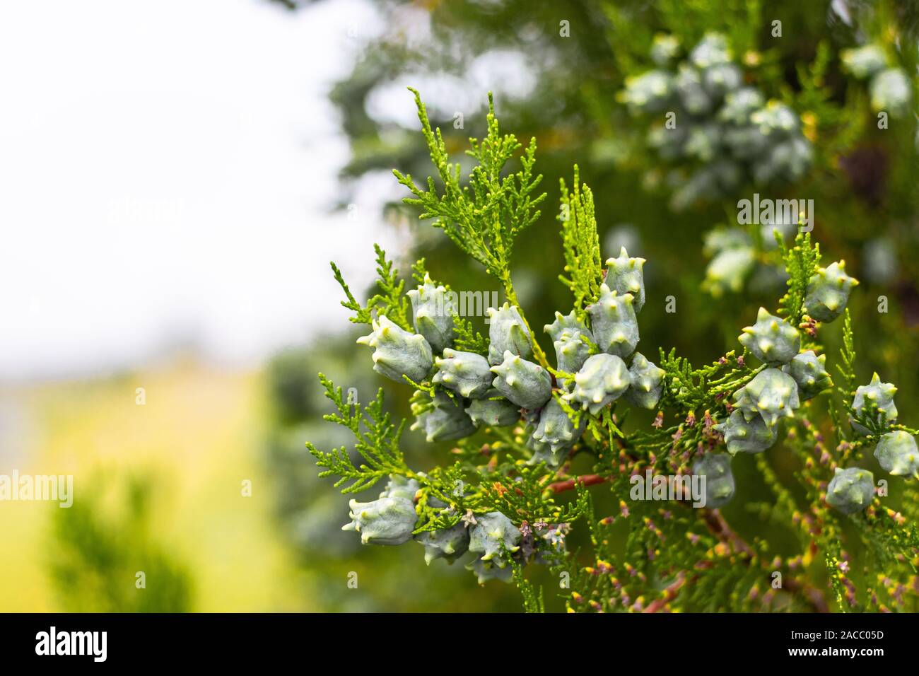 Cypress twig with growing cones in the garden. Thuja branch background Stock Photo