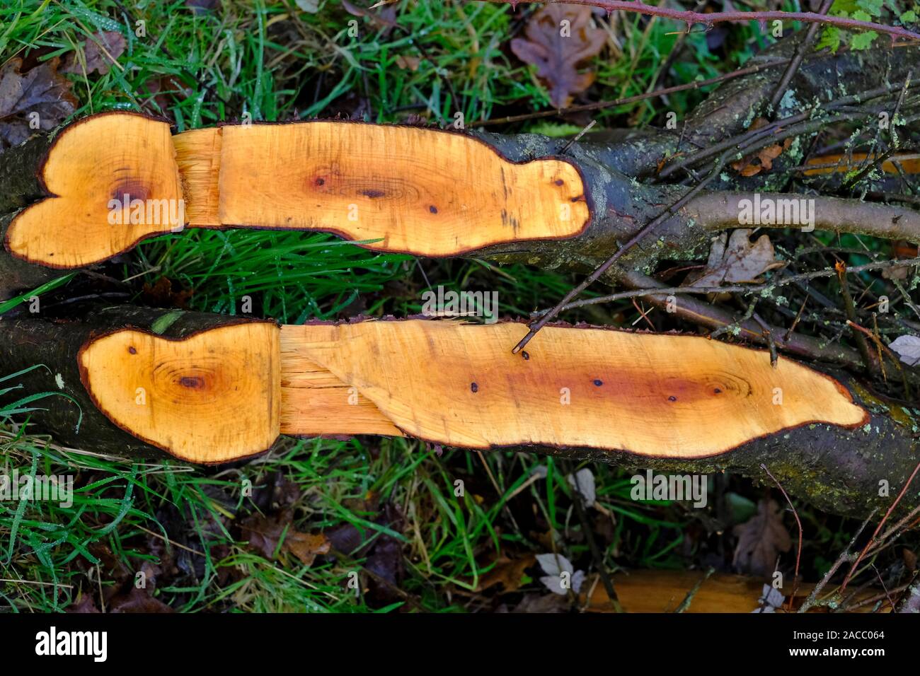 Traditional English Hedge Laying in autumn Stock Photo